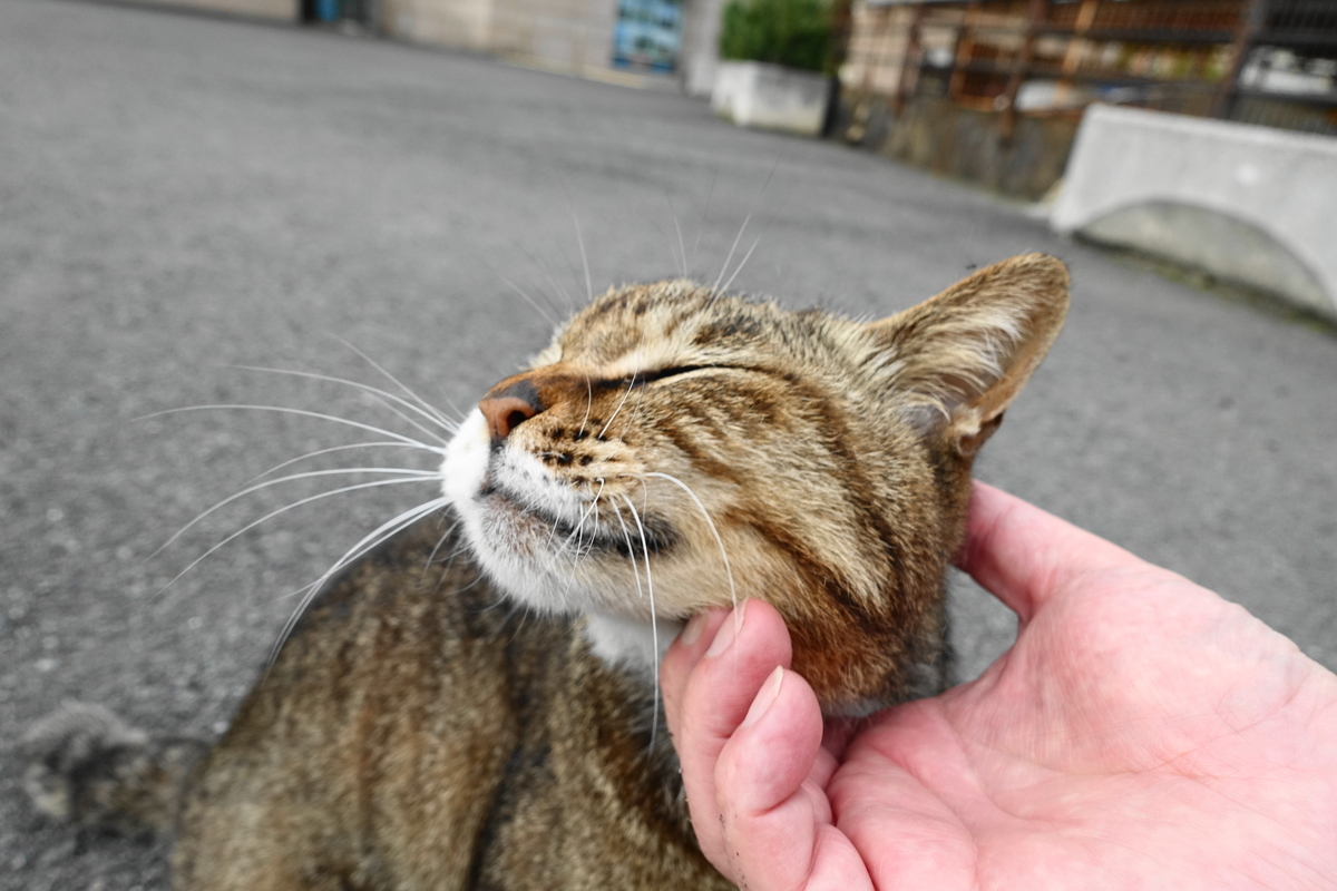 f:id:shigeo-t:20210522093749j:plain