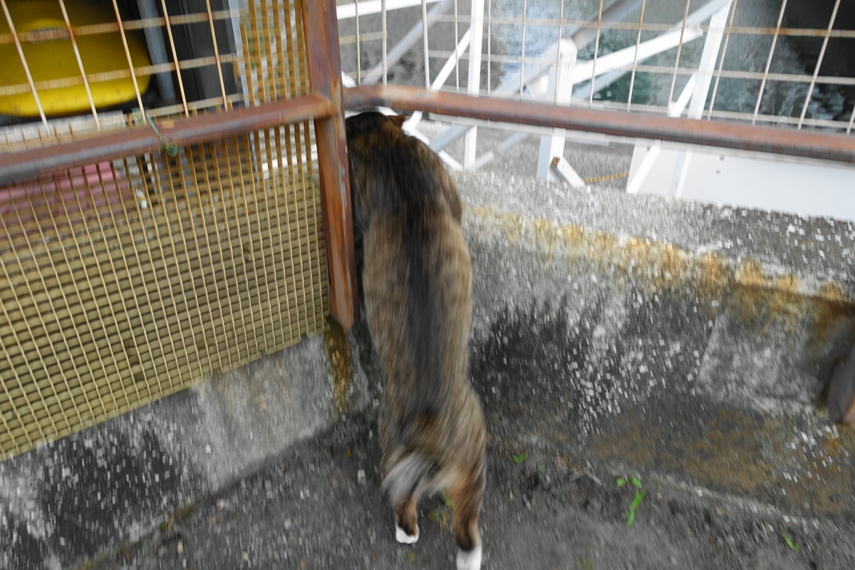 f:id:shigeo-t:20210522093814j:plain