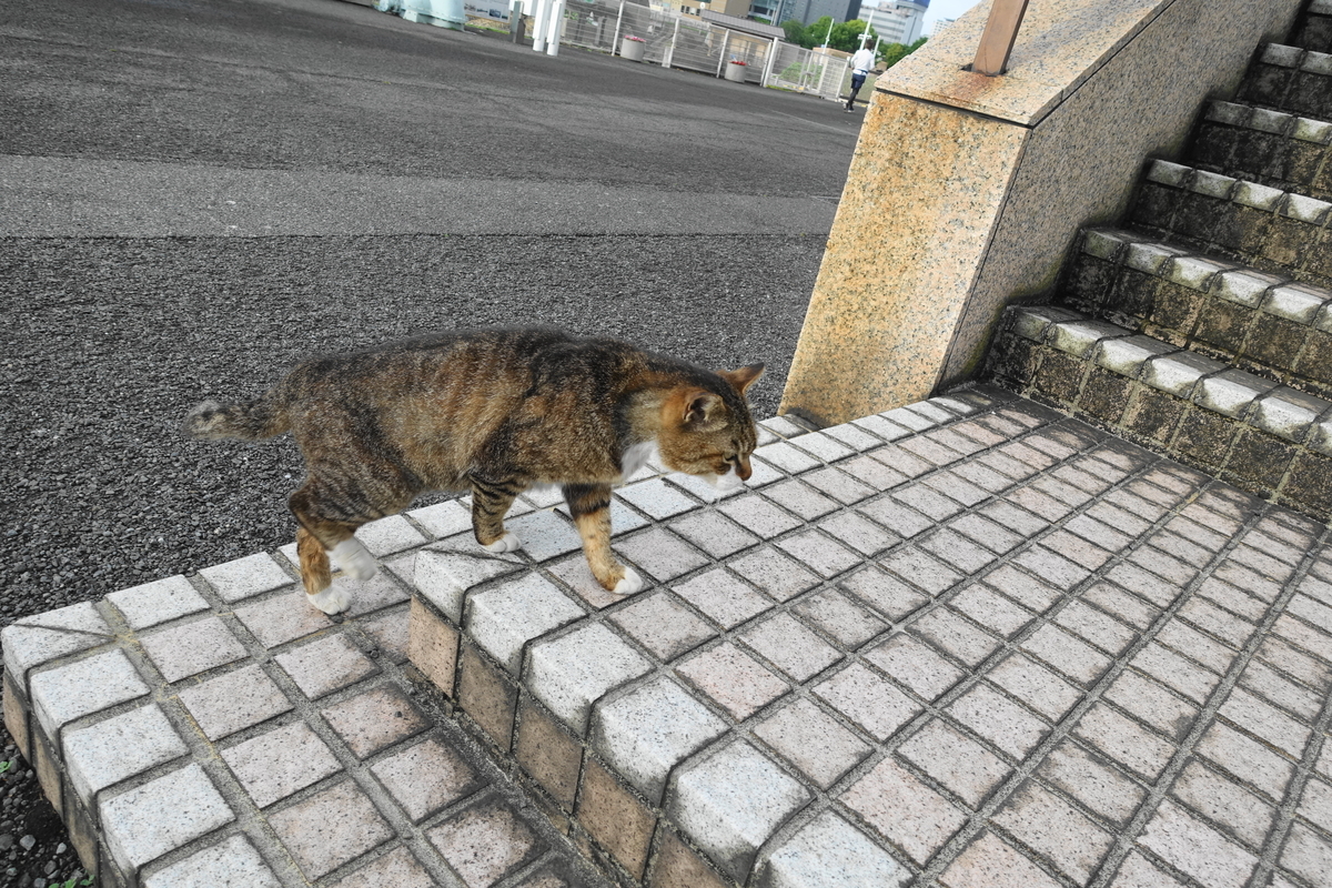 f:id:shigeo-t:20210522094411j:plain