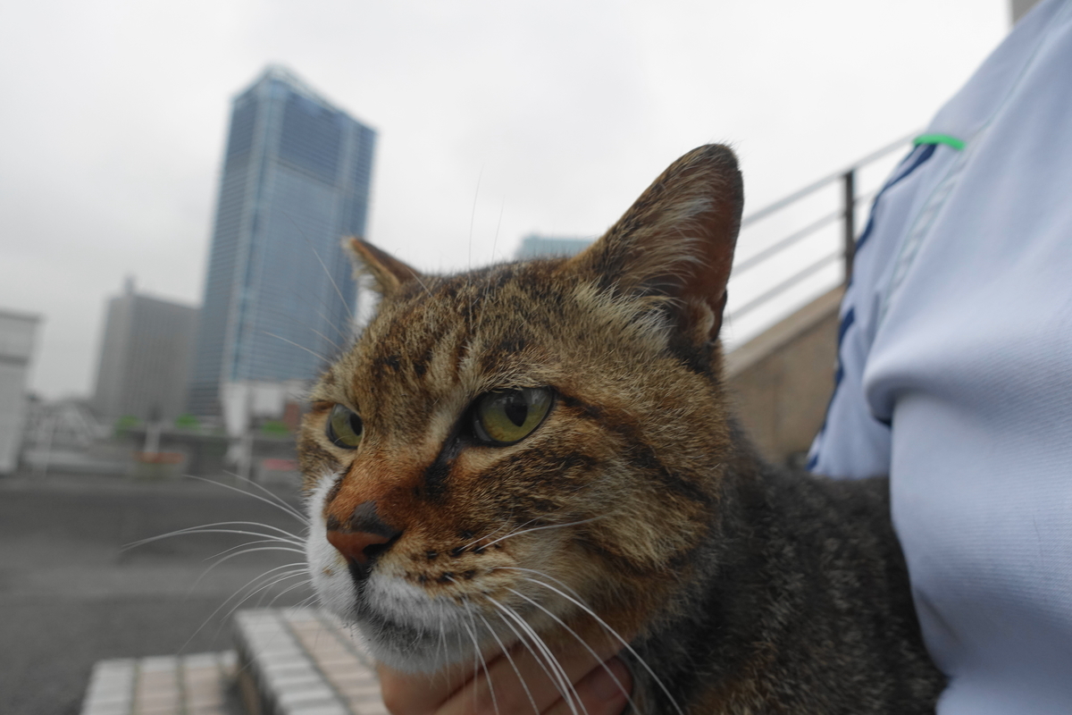 f:id:shigeo-t:20210524100058j:plain