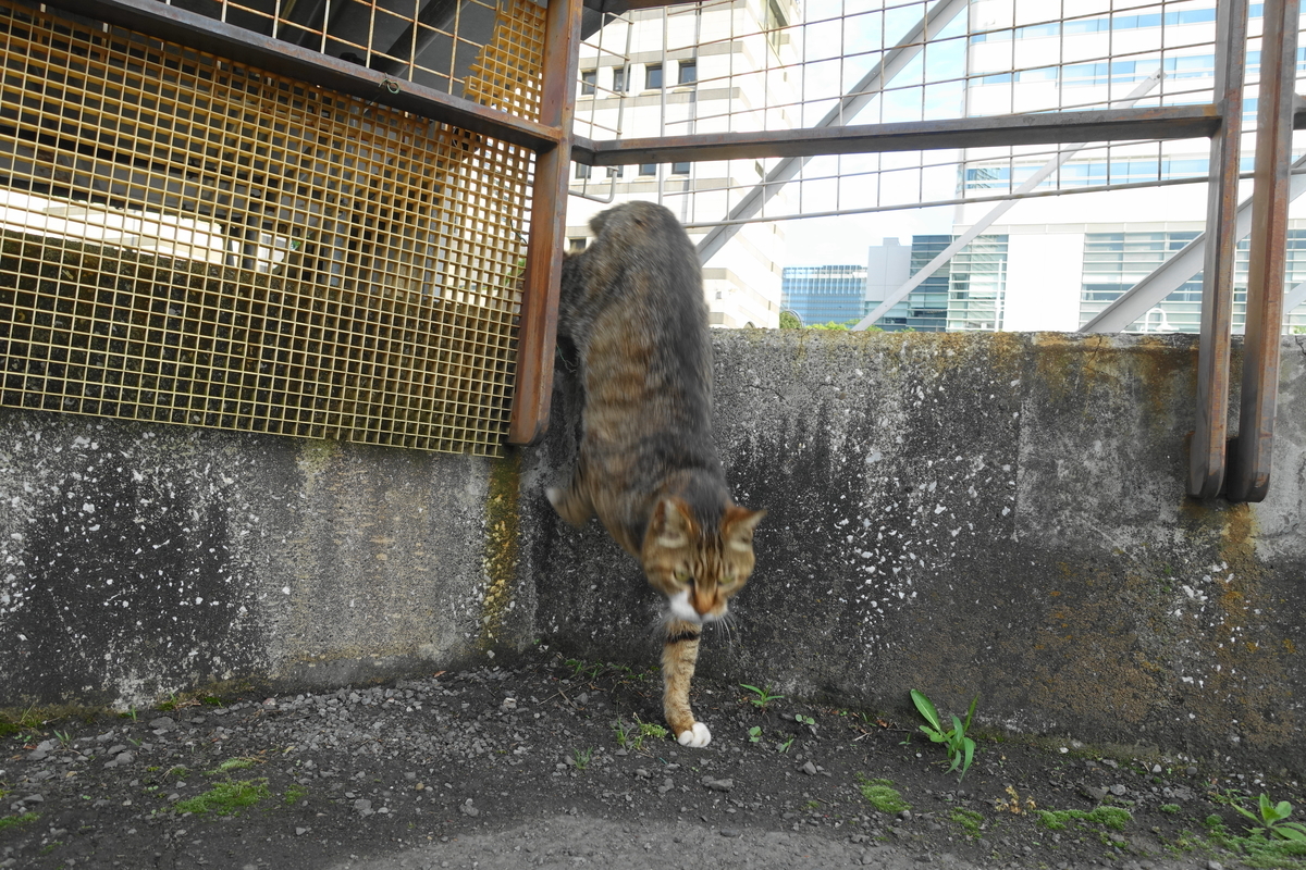 f:id:shigeo-t:20210528093759j:plain