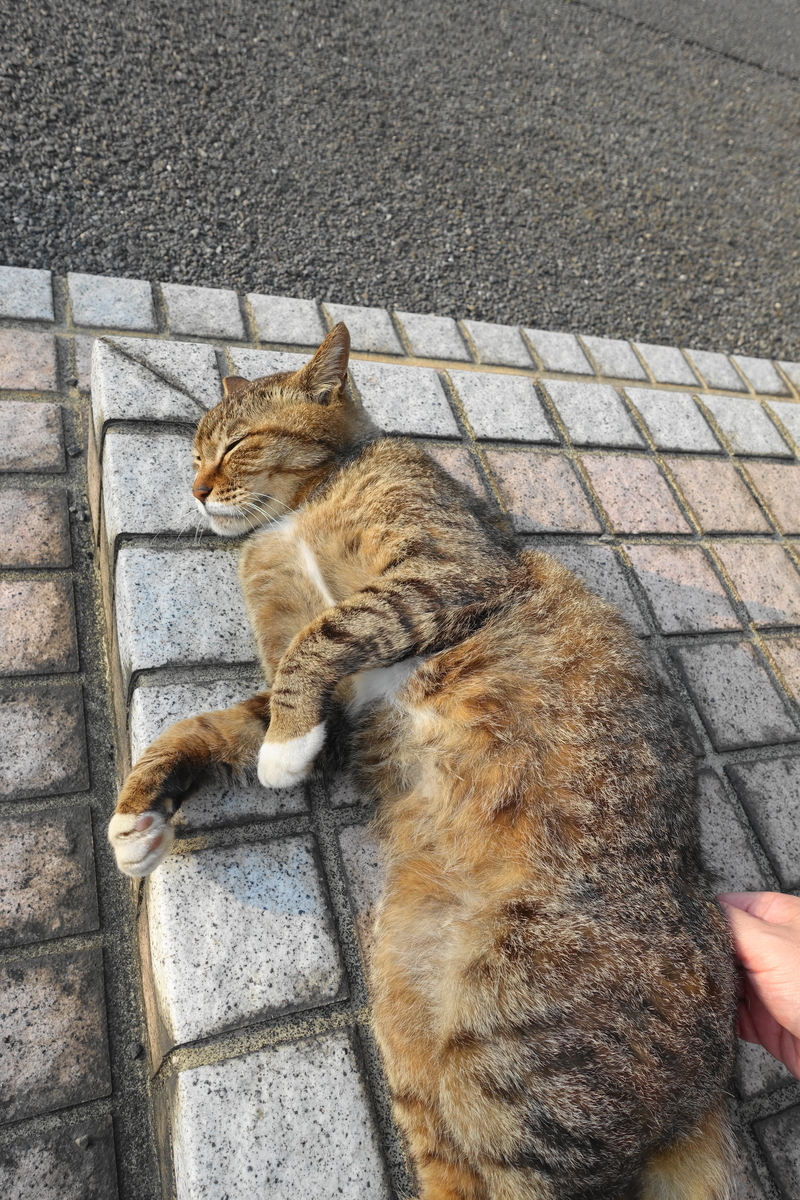 f:id:shigeo-t:20210528095615j:plain