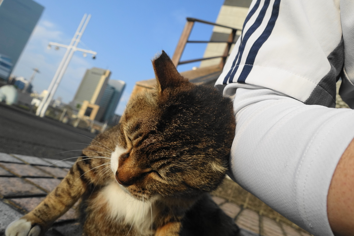 f:id:shigeo-t:20210528095644j:plain