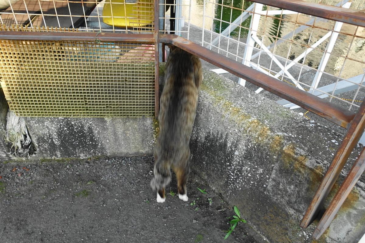 f:id:shigeo-t:20210528100121j:plain
