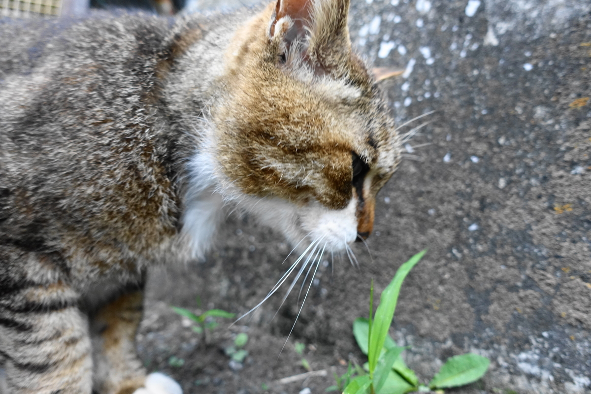 f:id:shigeo-t:20210528102826j:plain