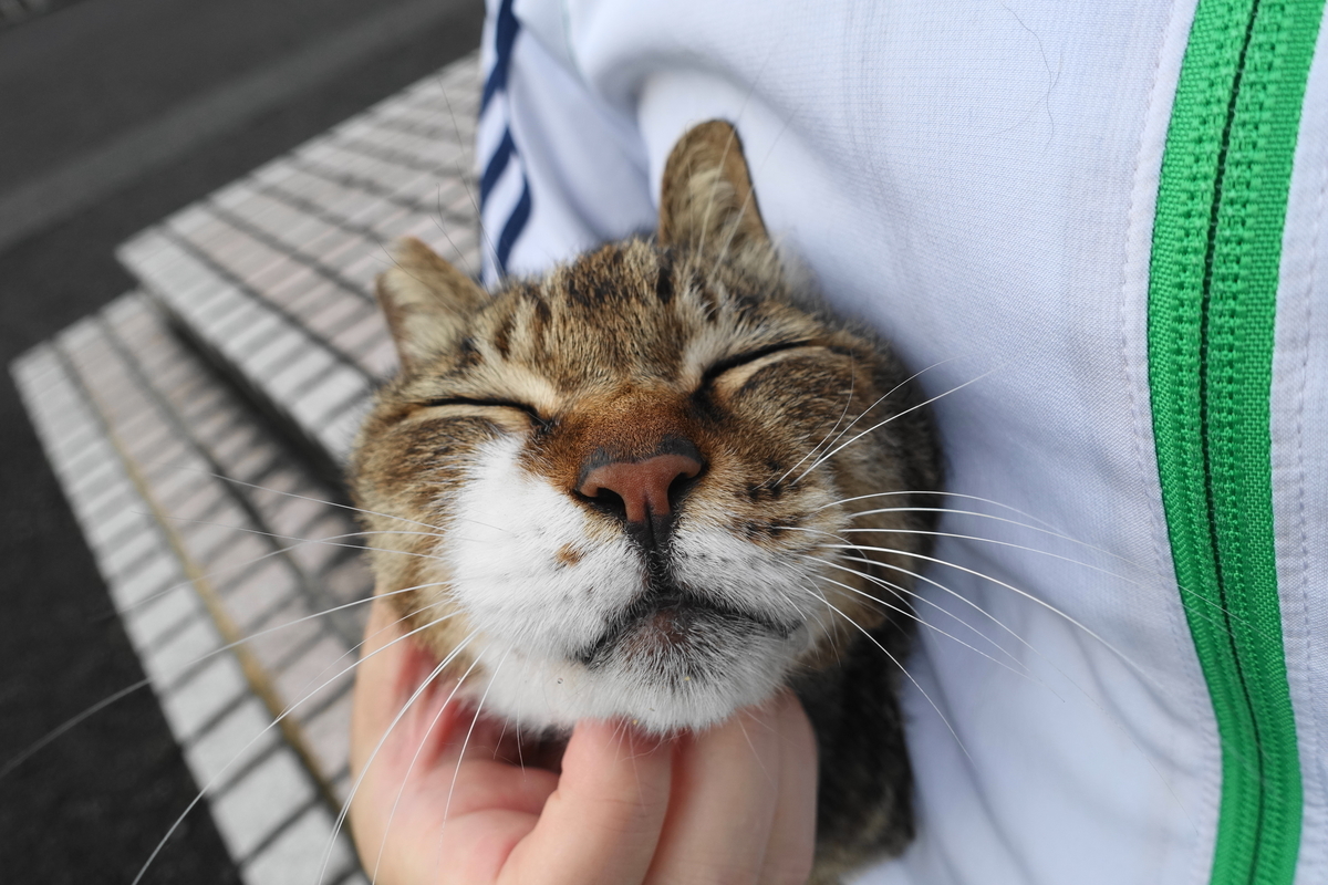 f:id:shigeo-t:20210531103657j:plain