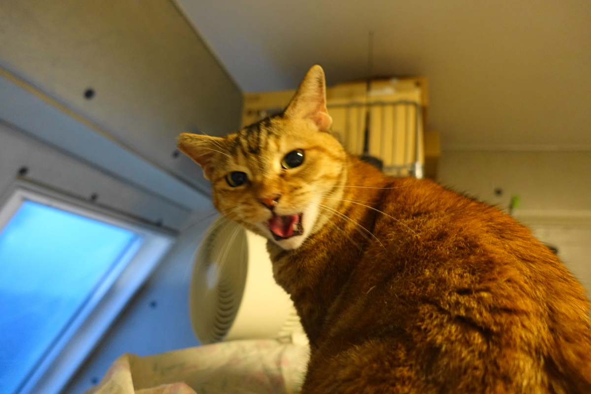 f:id:shigeo-t:20210603104506j:plain