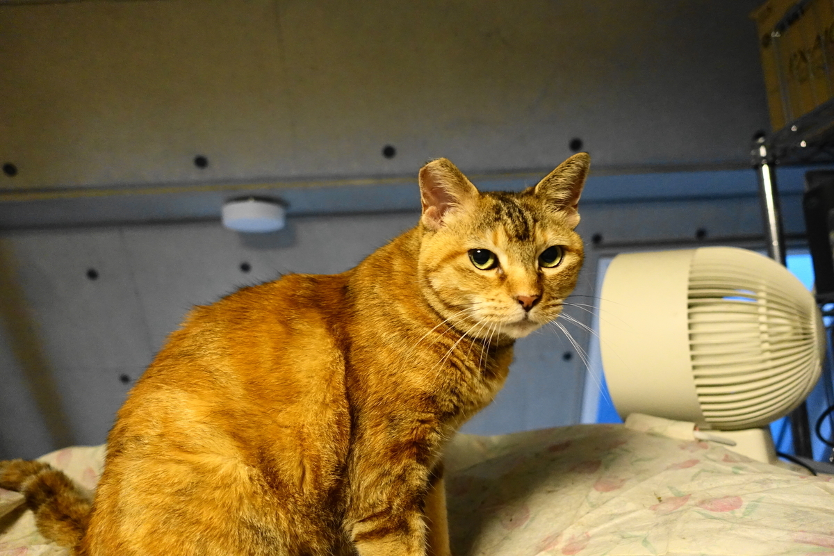 f:id:shigeo-t:20210603104606j:plain