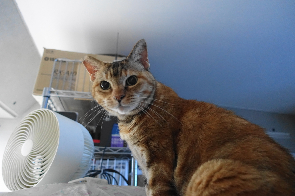 f:id:shigeo-t:20210603104839j:plain