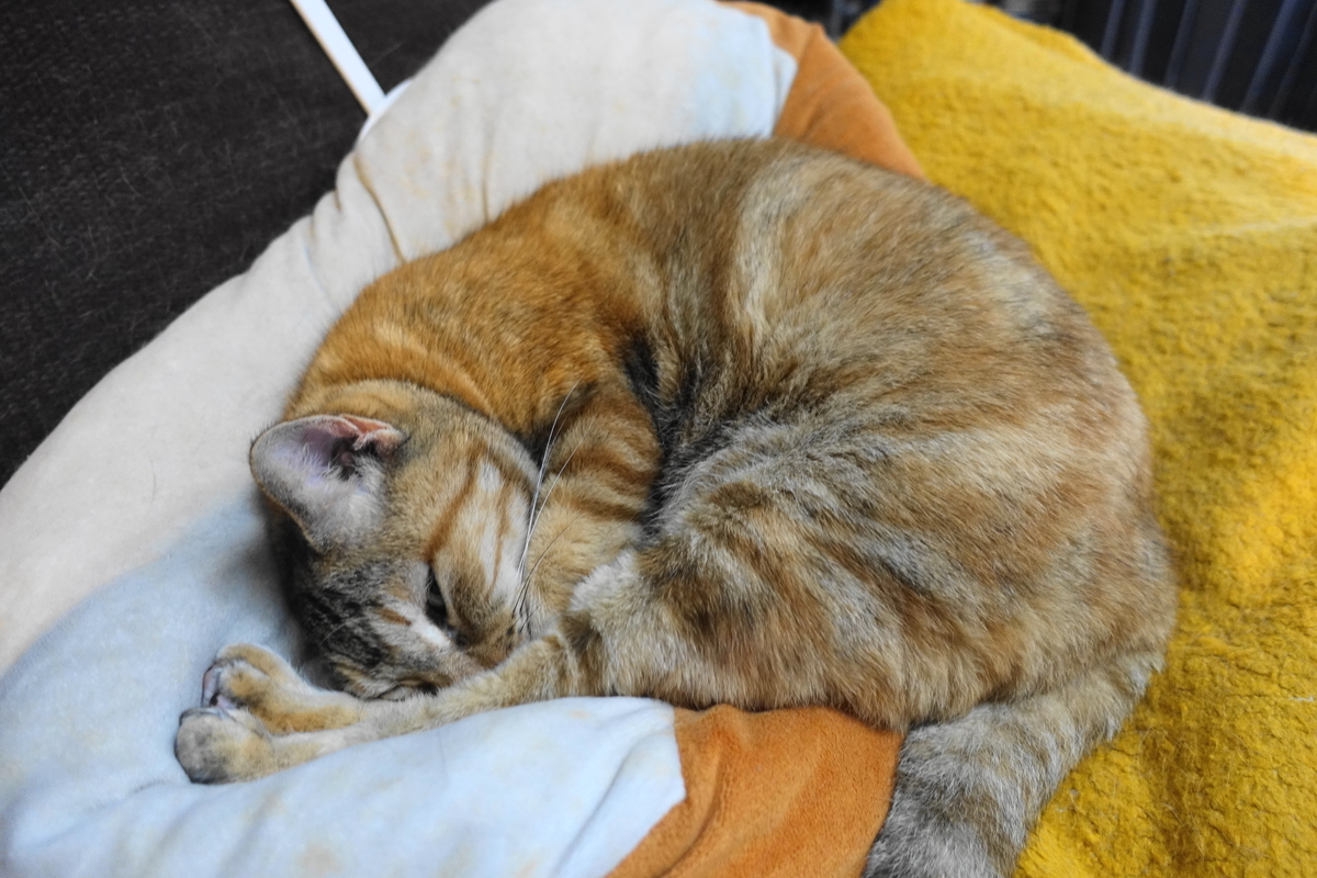 f:id:shigeo-t:20210603105920j:plain