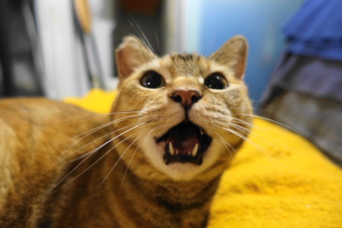 f:id:shigeo-t:20210603110052j:plain