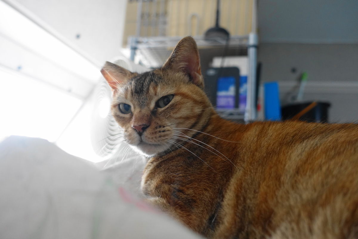 f:id:shigeo-t:20210603110143j:plain