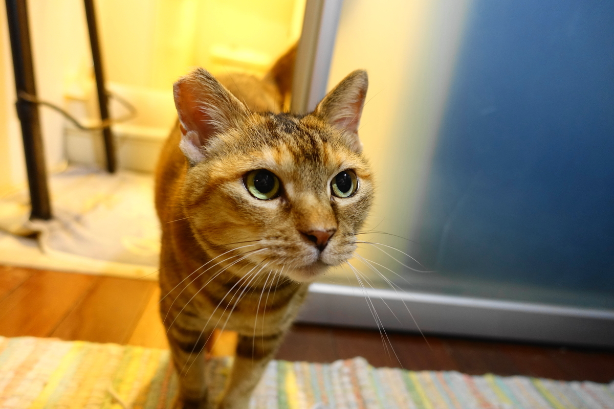 f:id:shigeo-t:20210603110539j:plain