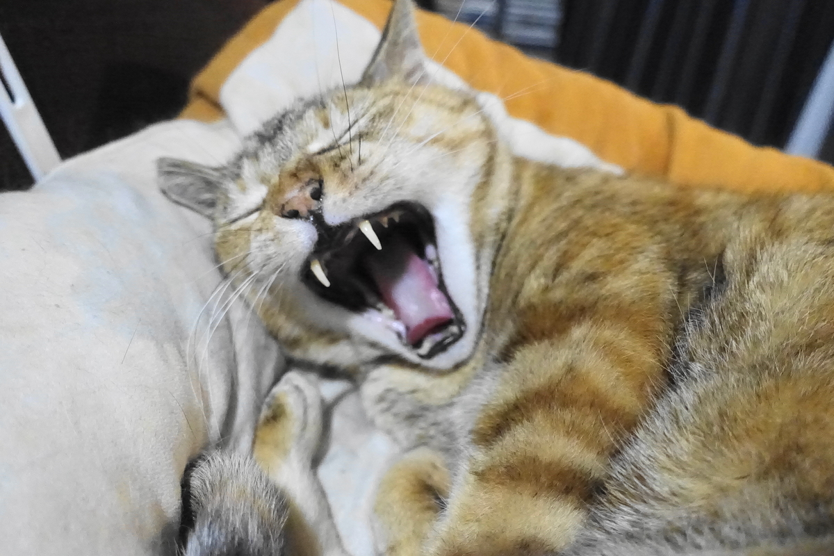 f:id:shigeo-t:20210603110719j:plain