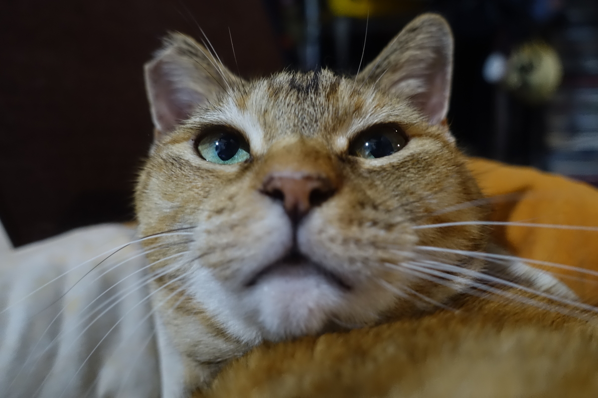 f:id:shigeo-t:20210603111209j:plain