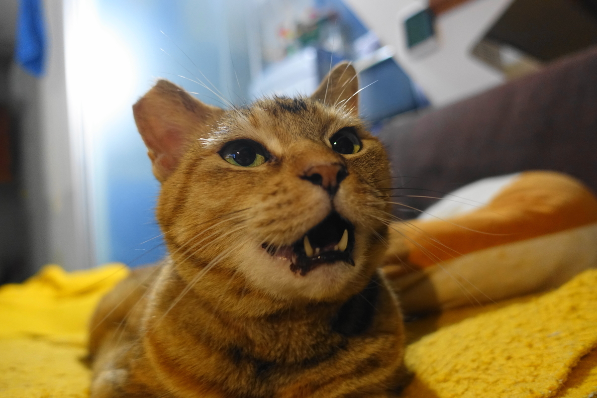 f:id:shigeo-t:20210603111527j:plain