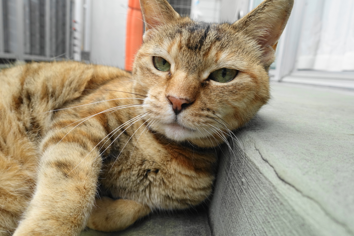 f:id:shigeo-t:20210606101152j:plain