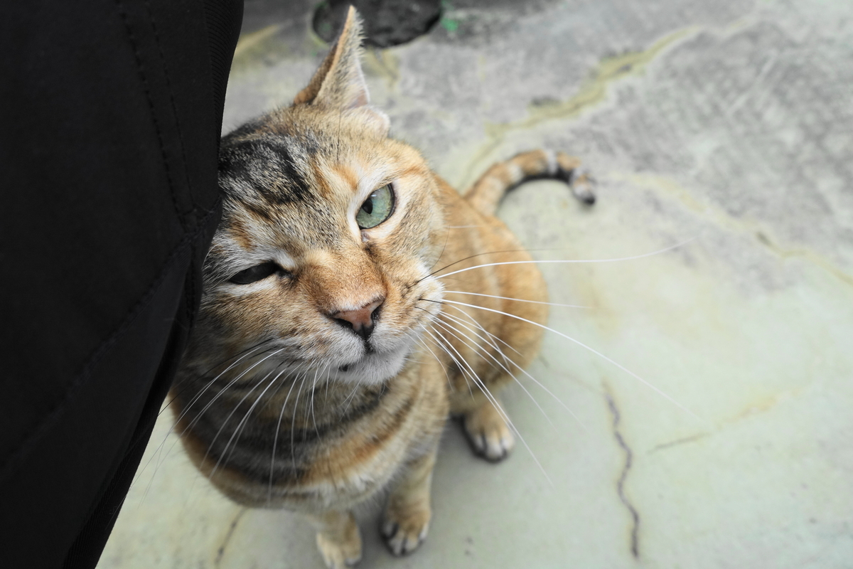 f:id:shigeo-t:20210606101847j:plain