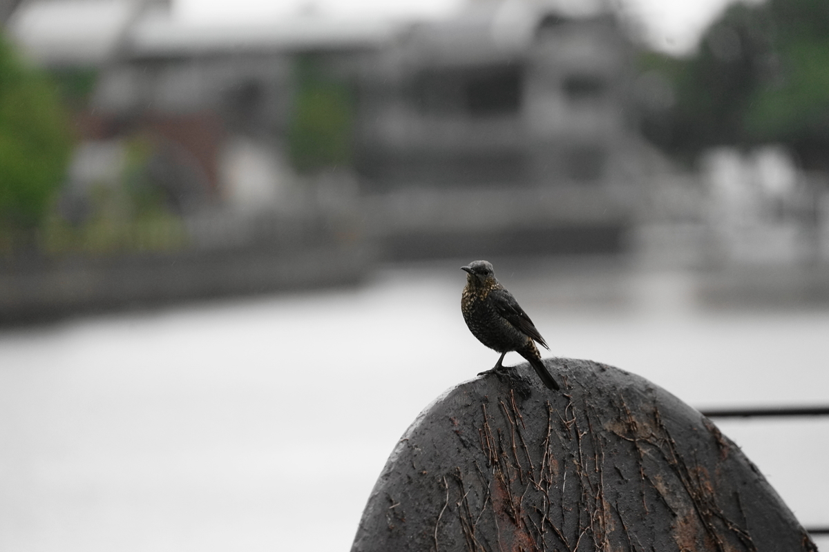 f:id:shigeo-t:20210610102145j:plain