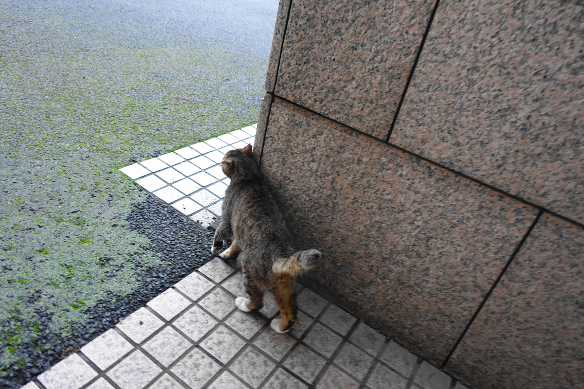 f:id:shigeo-t:20210610102319j:plain