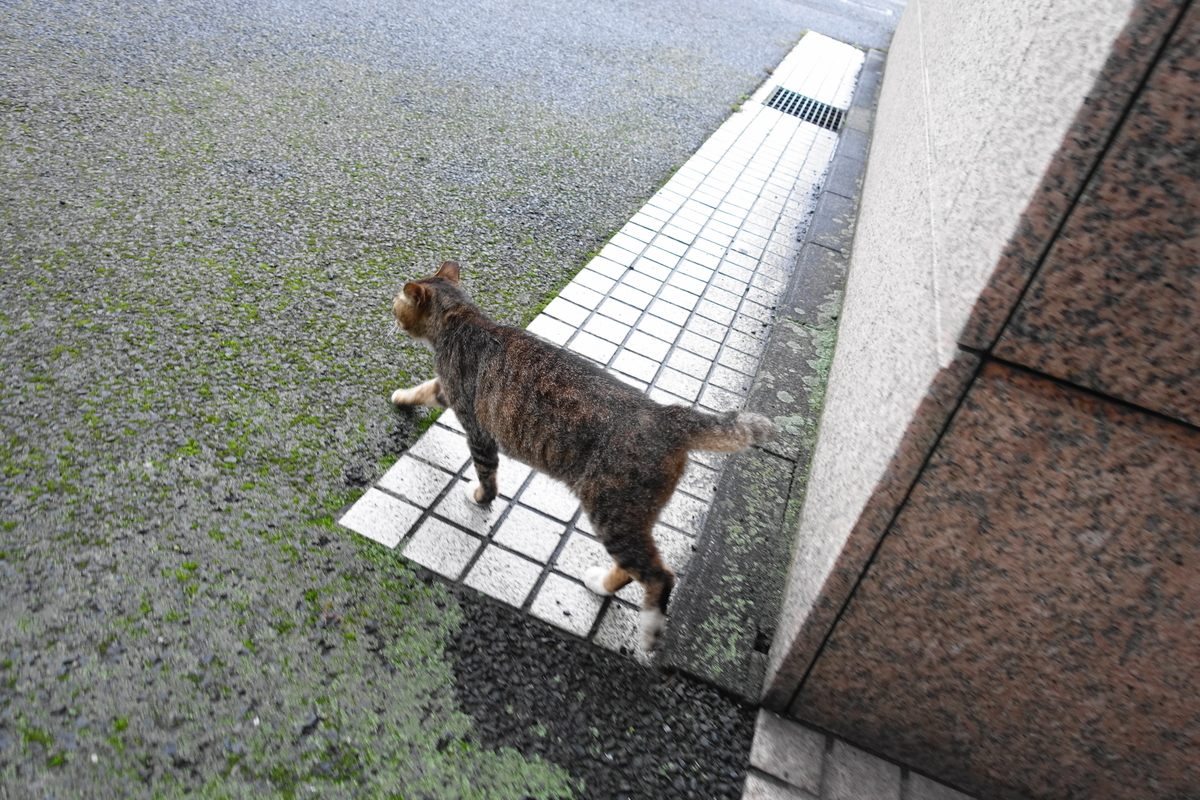 f:id:shigeo-t:20210610102323j:plain