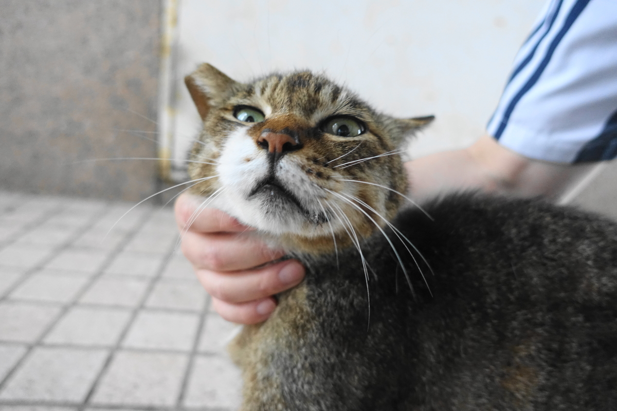 f:id:shigeo-t:20210610102346j:plain