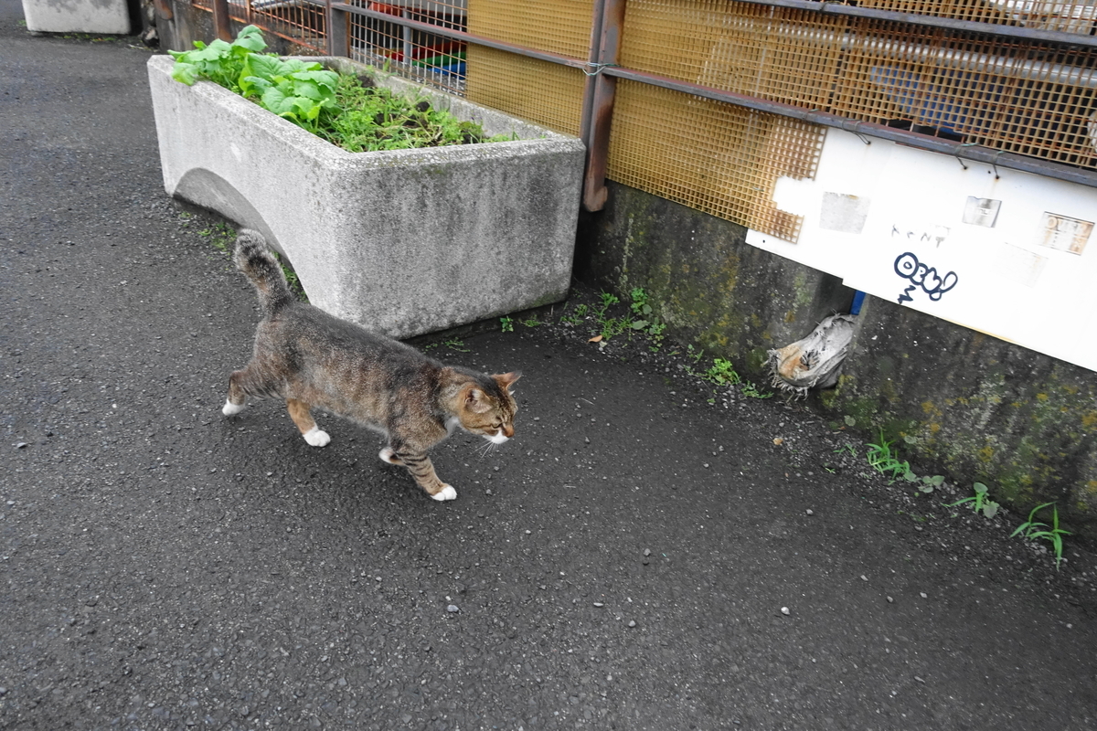 f:id:shigeo-t:20210610102851j:plain