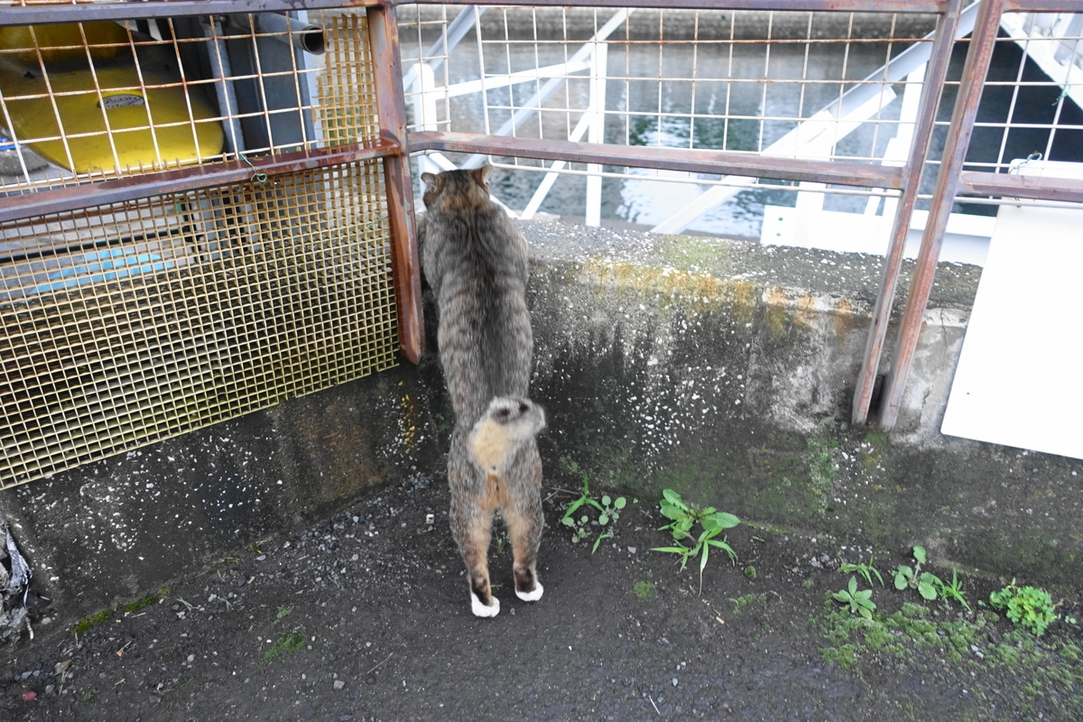 f:id:shigeo-t:20210610102902j:plain