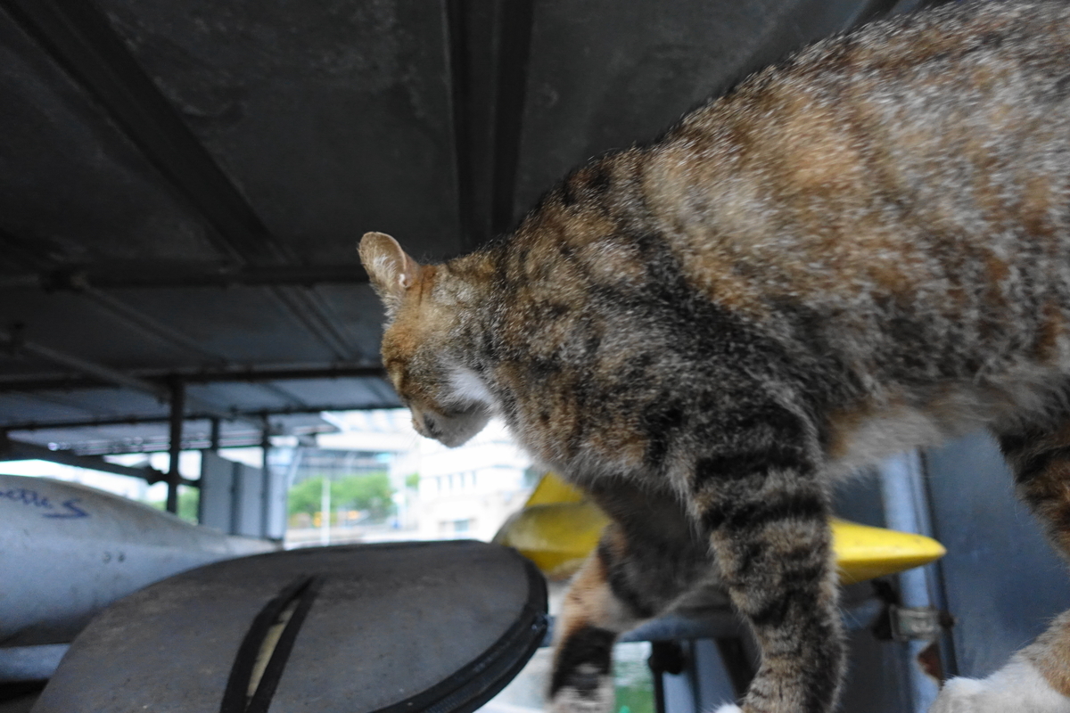 f:id:shigeo-t:20210610102914j:plain