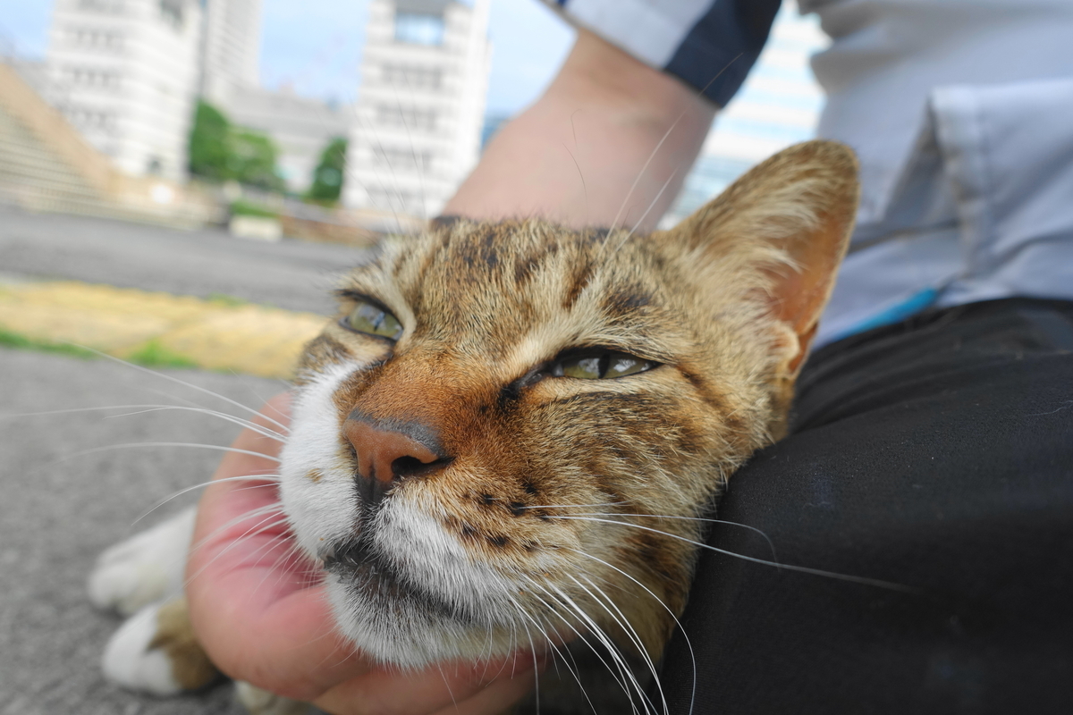 f:id:shigeo-t:20210610103446j:plain