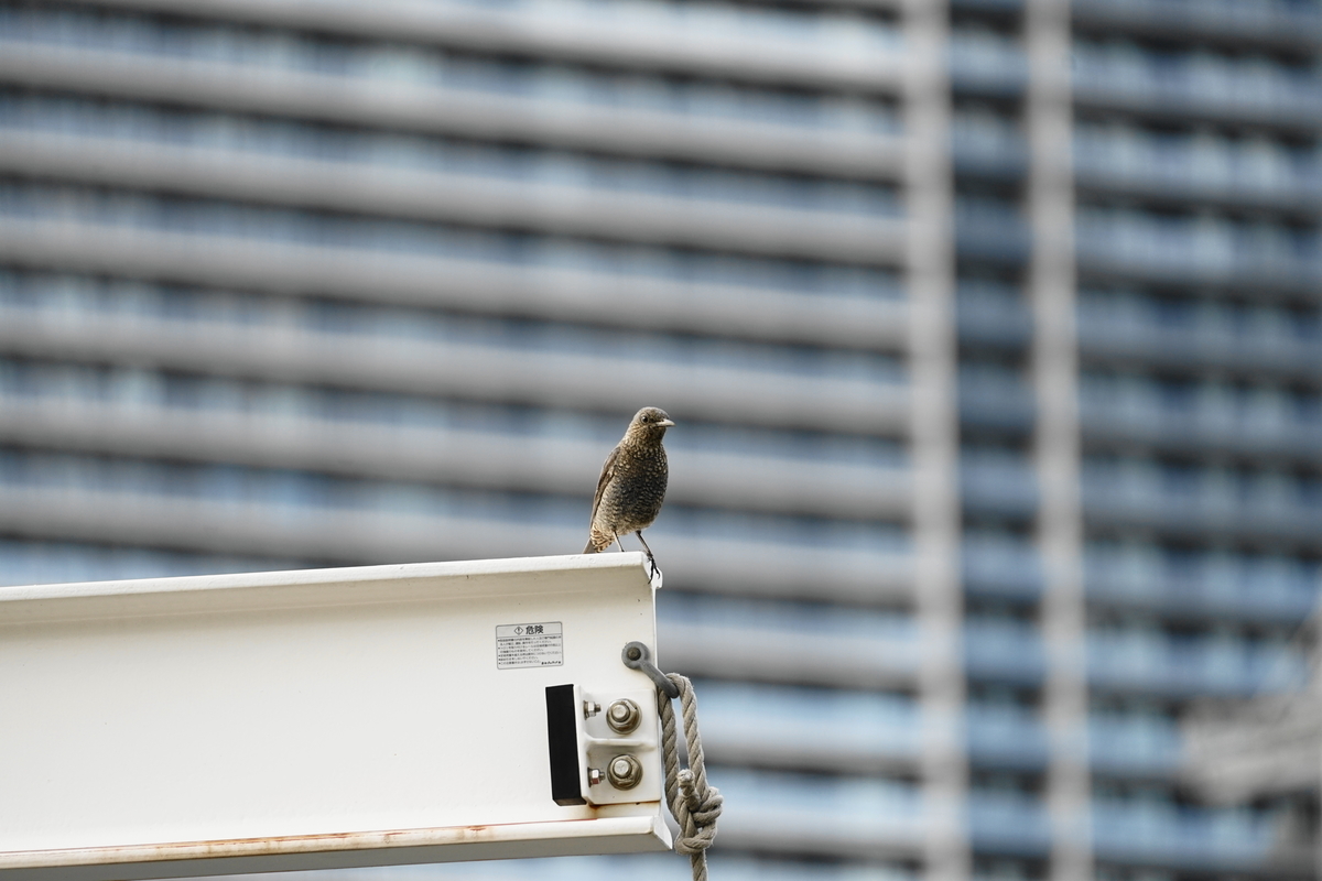 f:id:shigeo-t:20210610104006j:plain