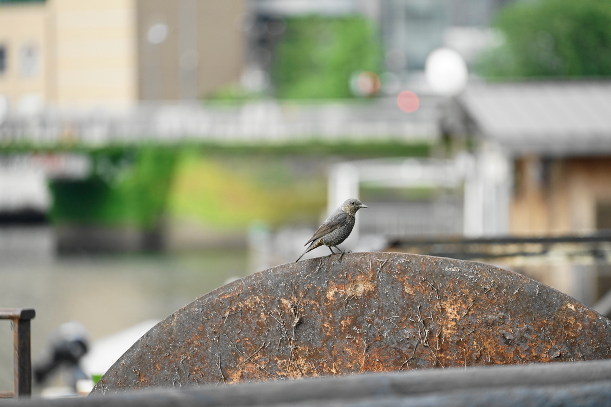 f:id:shigeo-t:20210610104021j:plain