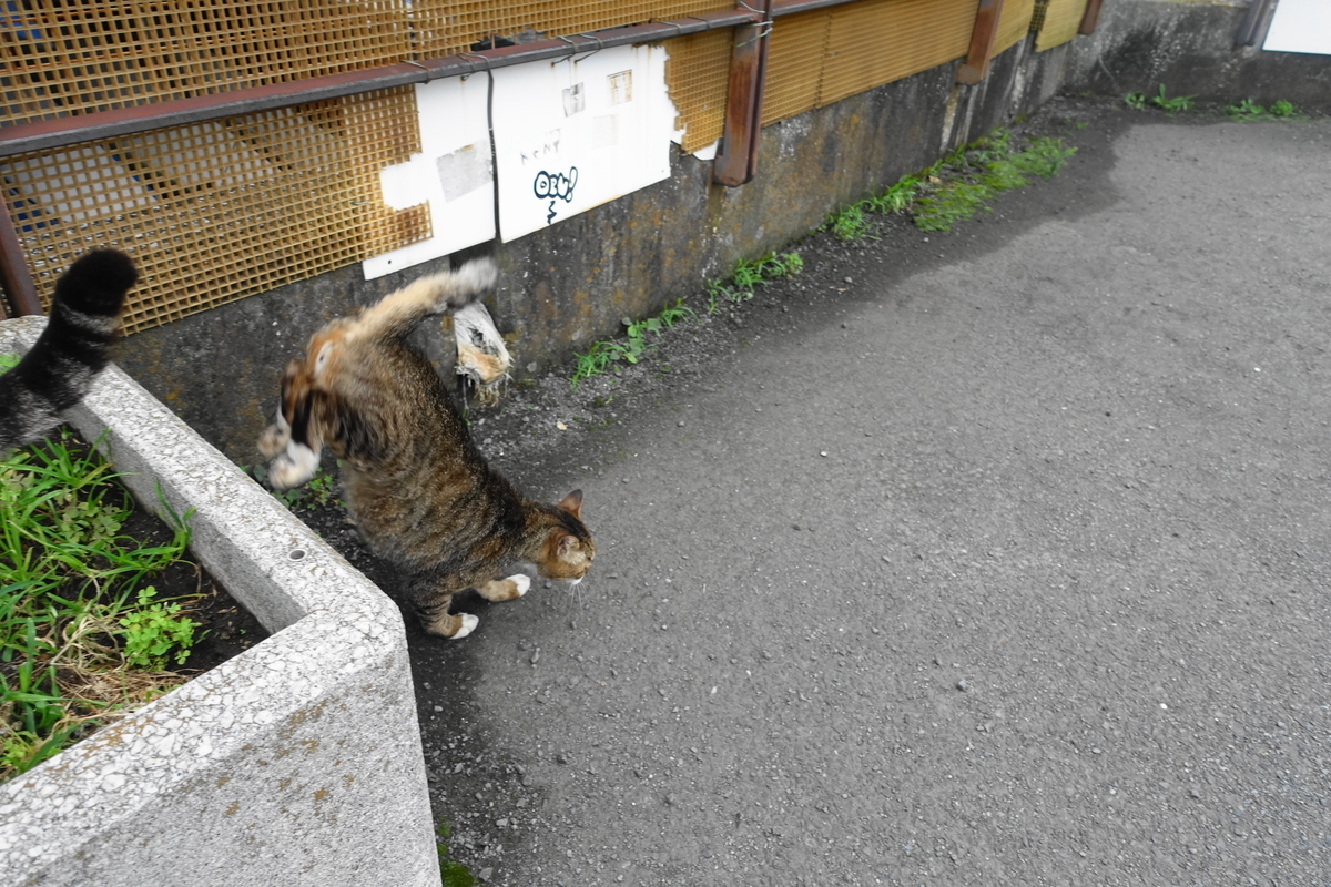 f:id:shigeo-t:20210610104754j:plain