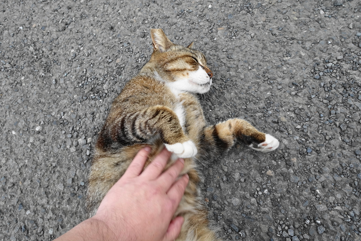 f:id:shigeo-t:20210610105302j:plain