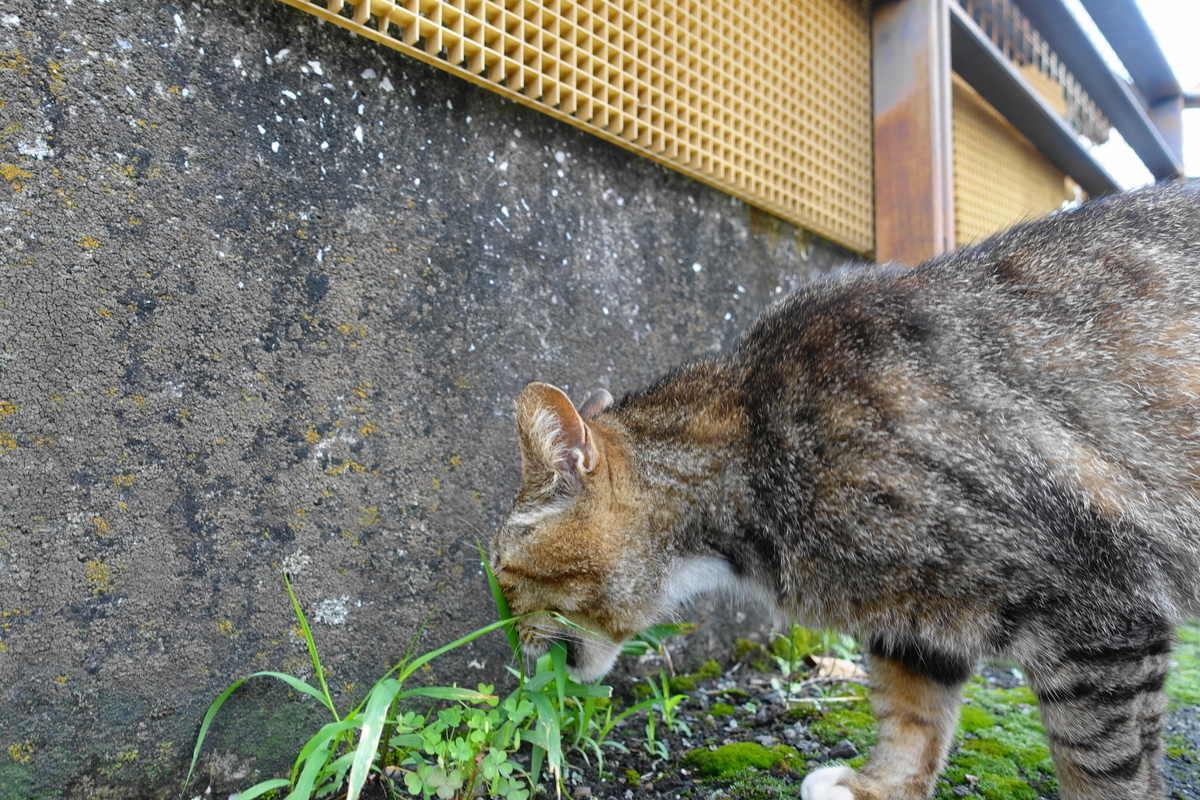 f:id:shigeo-t:20210610105659j:plain