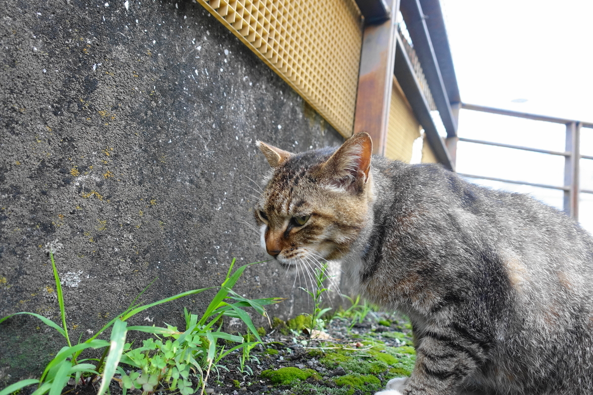 f:id:shigeo-t:20210610105715j:plain