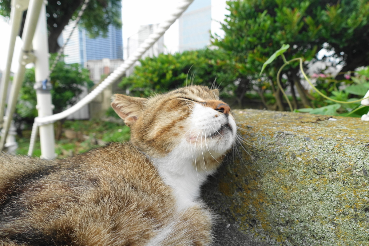 f:id:shigeo-t:20210615085932j:plain