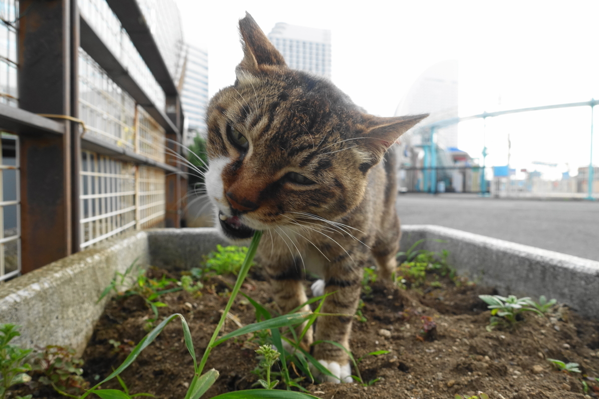 f:id:shigeo-t:20210615090130j:plain