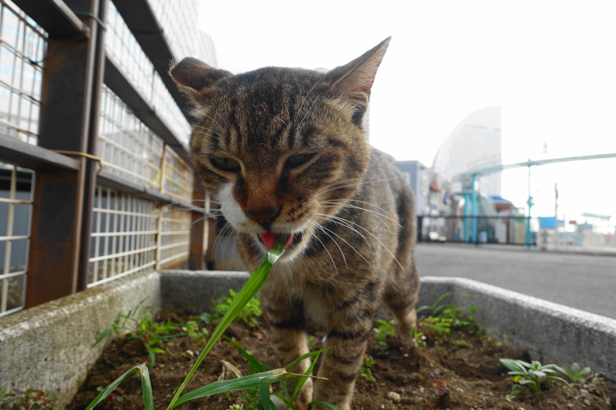 f:id:shigeo-t:20210615090132j:plain