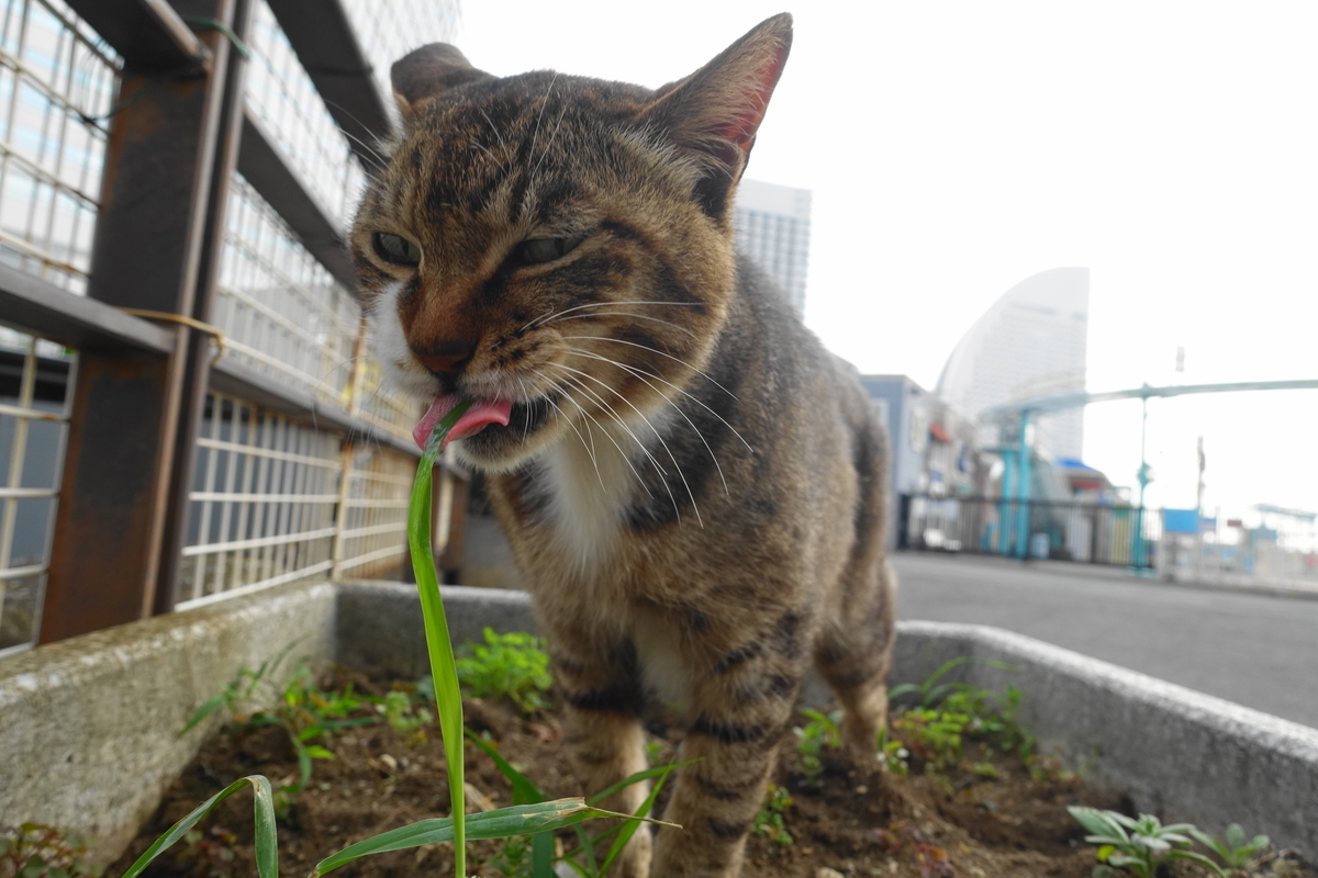 f:id:shigeo-t:20210615090134j:plain