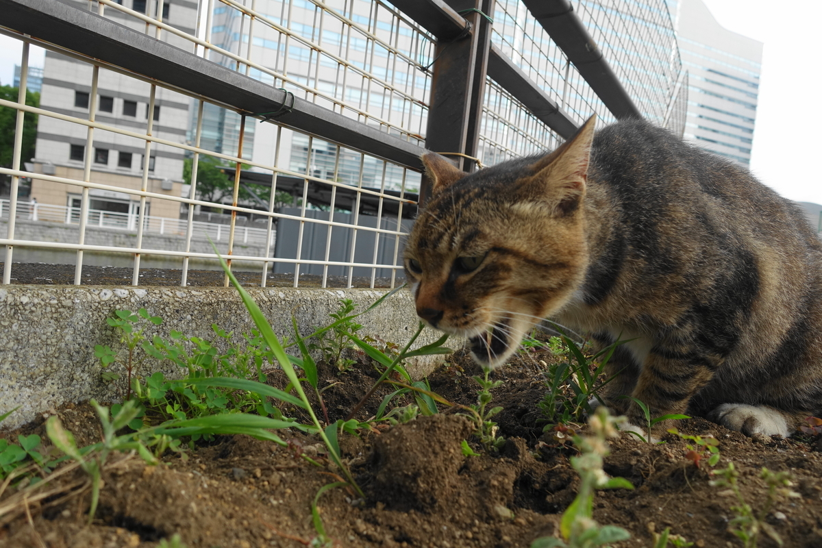 f:id:shigeo-t:20210615090137j:plain