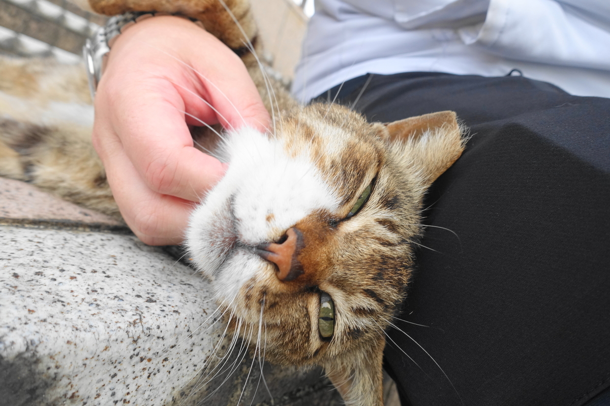 f:id:shigeo-t:20210615090626j:plain