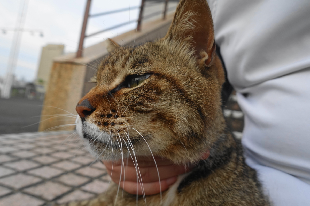 f:id:shigeo-t:20210615090628j:plain