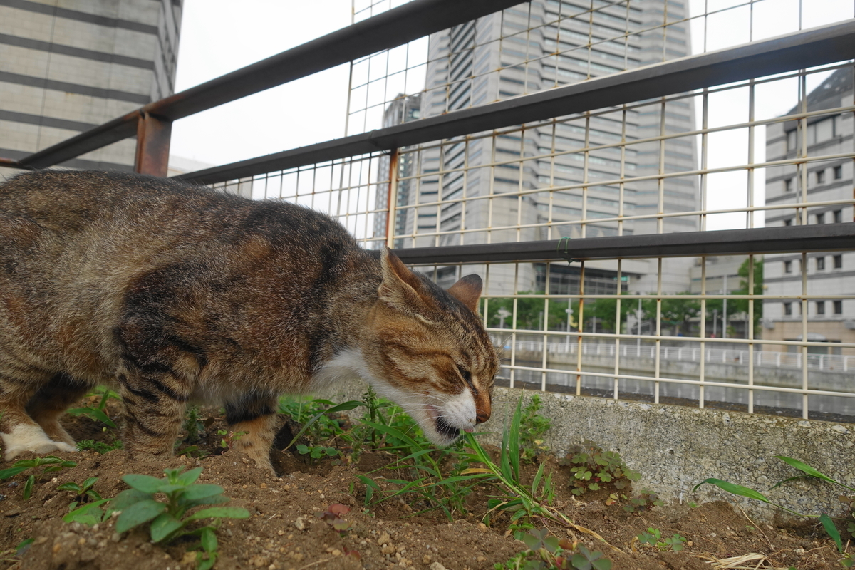 f:id:shigeo-t:20210615090713j:plain