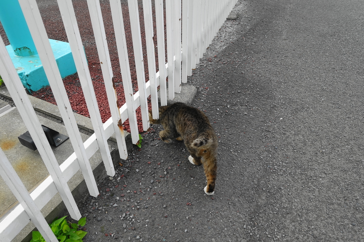 f:id:shigeo-t:20210615090957j:plain