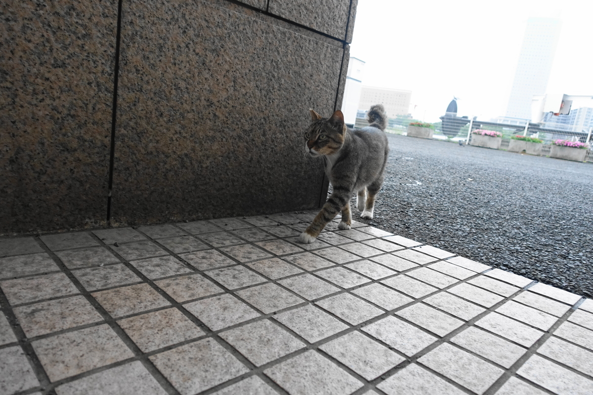 f:id:shigeo-t:20210615091338j:plain