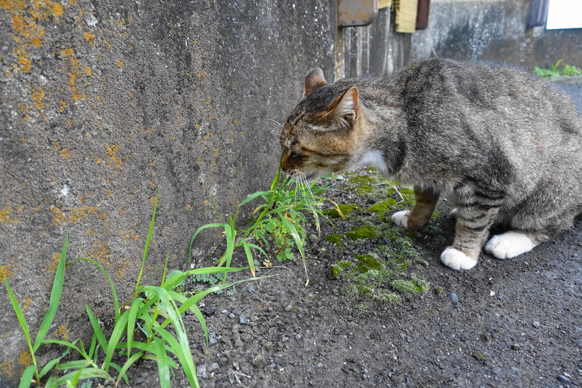 f:id:shigeo-t:20210615091805j:plain