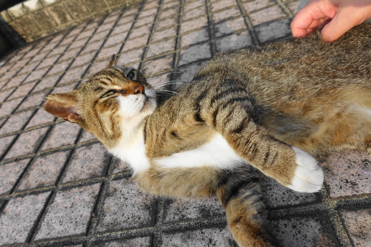 f:id:shigeo-t:20210615092437j:plain