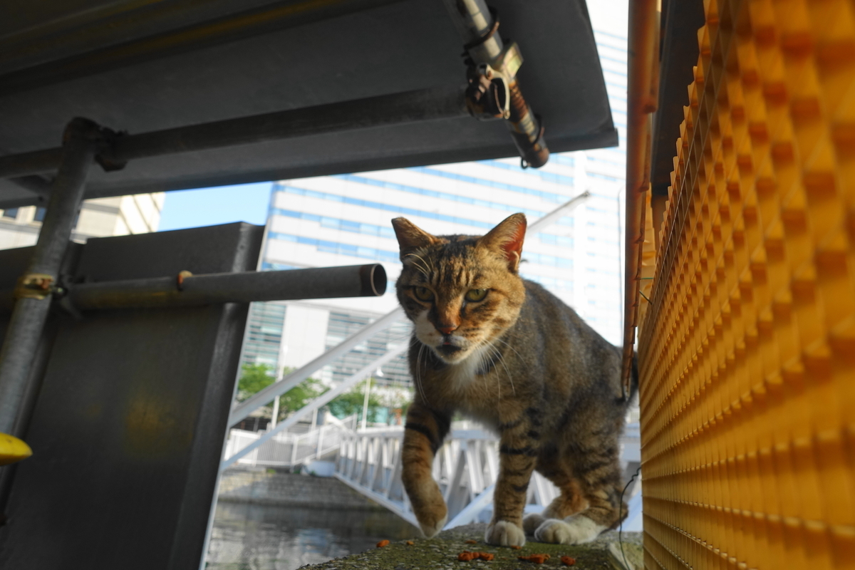 f:id:shigeo-t:20210615093131j:plain