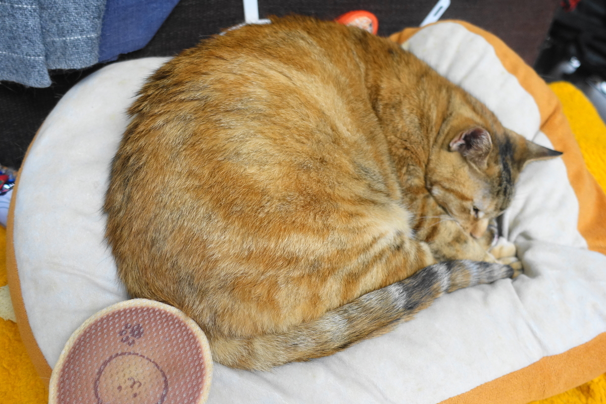 f:id:shigeo-t:20210617115426j:plain